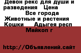 Девон рекс для души и разведения › Цена ­ 20 000 - Все города Животные и растения » Кошки   . Адыгея респ.,Майкоп г.